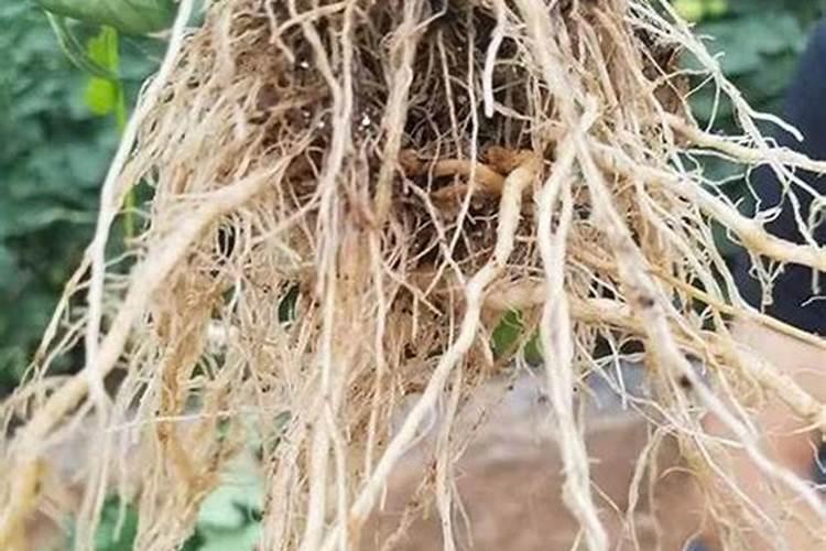 柑橘移植后怎么管理？柑橘树施什么肥好？