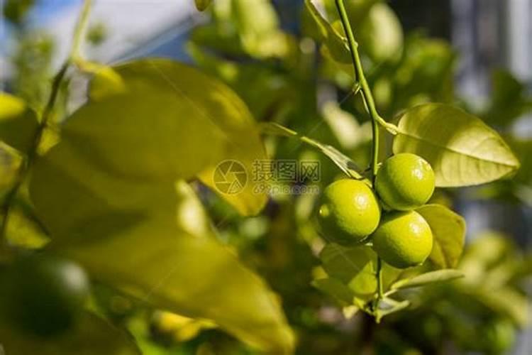 安鲜脂十磷钾水榕肥𣸣柑橘转色快吗