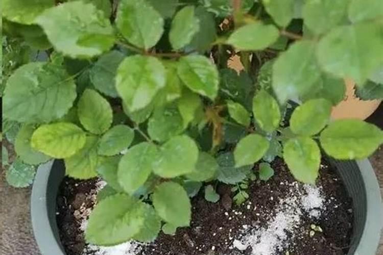 水溶肥下雨天施肥好吗