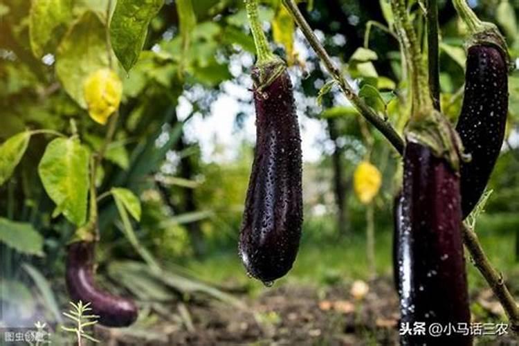 茄子什么时候追肥合适,高产追肥方法