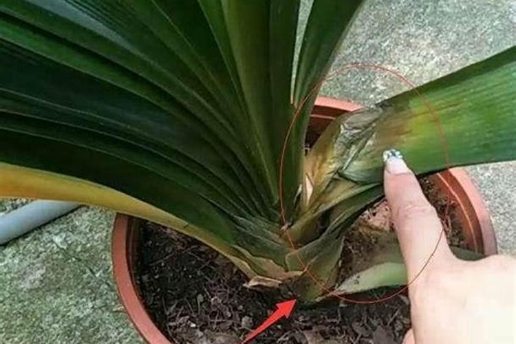 君子兰要开花浇什么水