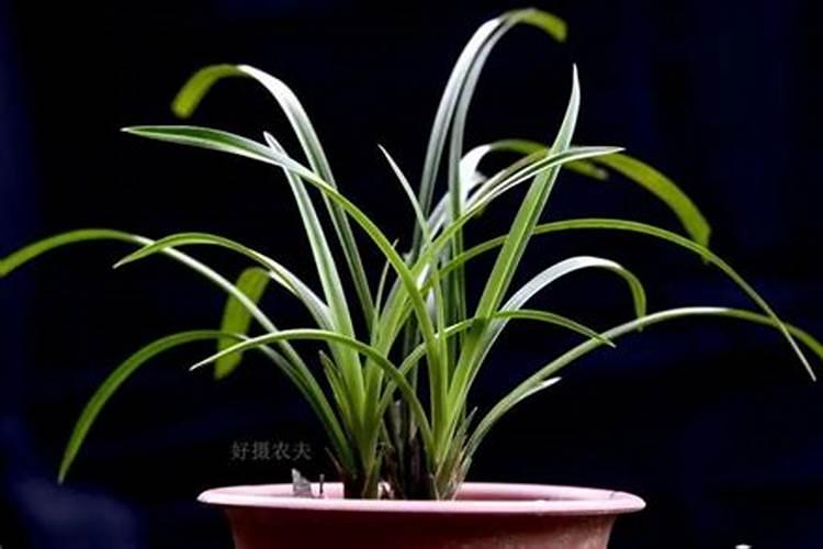 兰花喷什么叶面肥最好