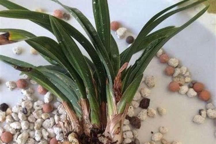 刚上盆的兰花可以喷叶面肥吗