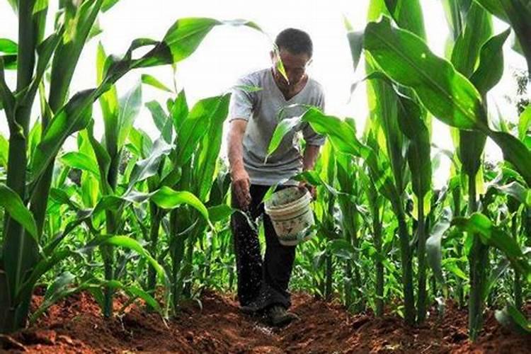 玉米施加钙肥的最佳时间 什么时候使用合适