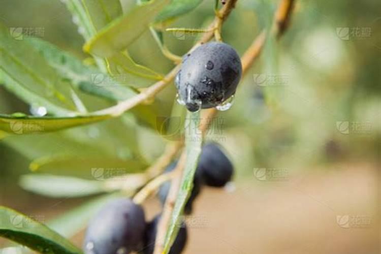 黑榄膨果用什么药？
