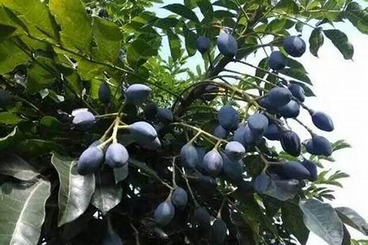 买什么回去好些