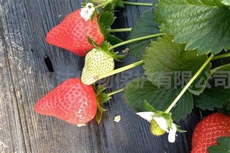 腐殖酸水溶肥什么情况下使用效果好