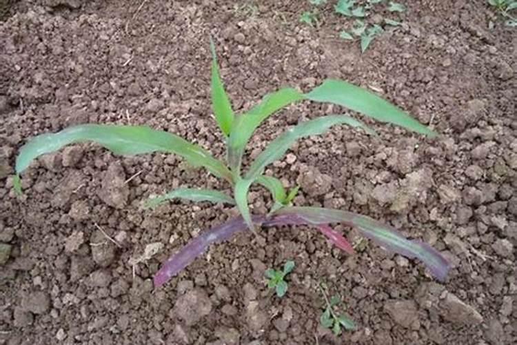 花盆里磷肥放多了对花是否好？