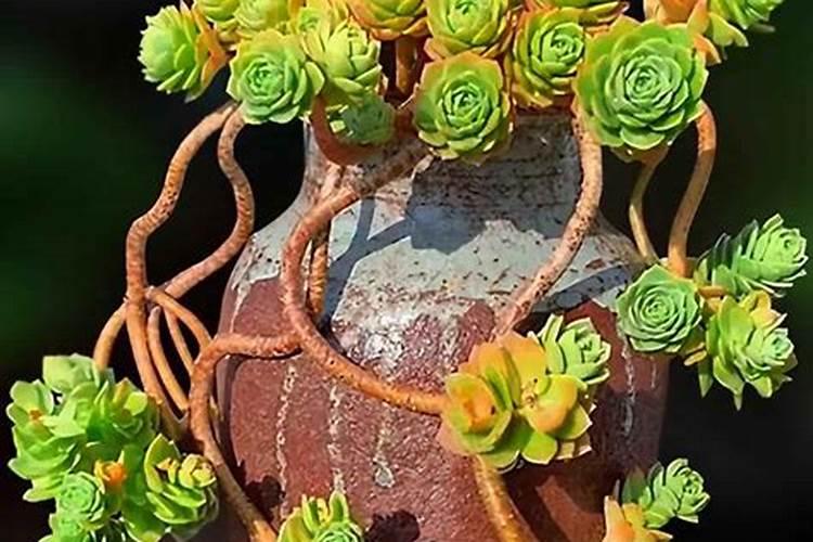 绿蔷薇养殖方法和注意事 怎么养殖绿蔷薇