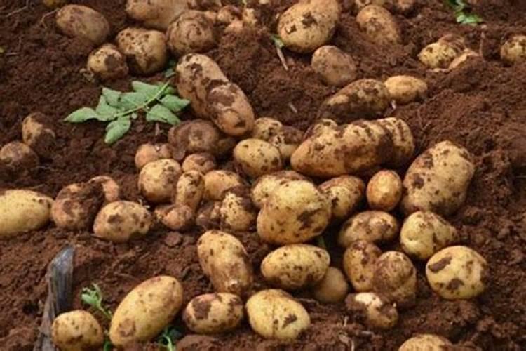 土豆促花保果根茎块膨大素？土豆用什么肥料产量高？