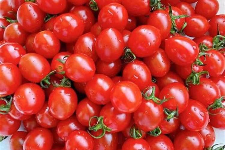 小番茄实用施肥5大诀窍,想获高产的一定要记住