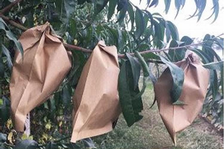 金霞油蟠桃容易发生裂果问题吗