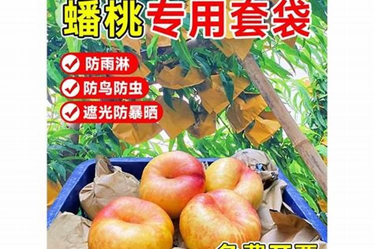 金霞油蟠桃会不会出现裂果的情况呢