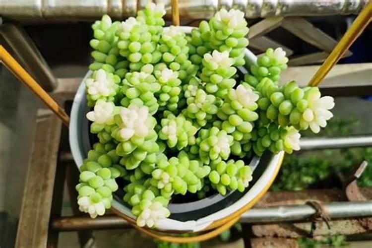 多肉怎么施肥施什么肥最好