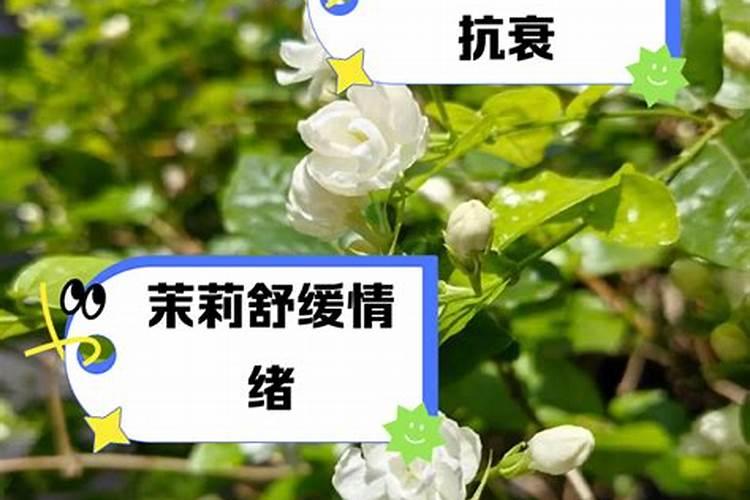 茉莉花施肥