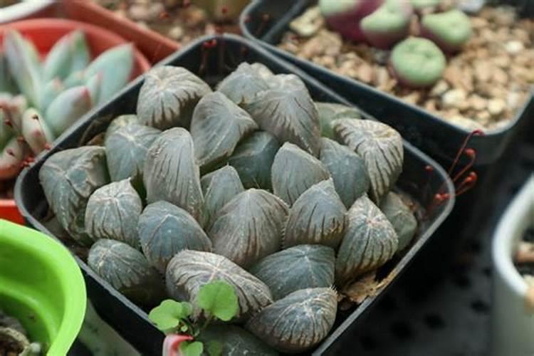 玉露秋天怎么养