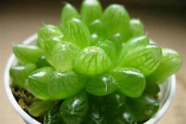 玉露怎么养才能饱满通透 方法是什么