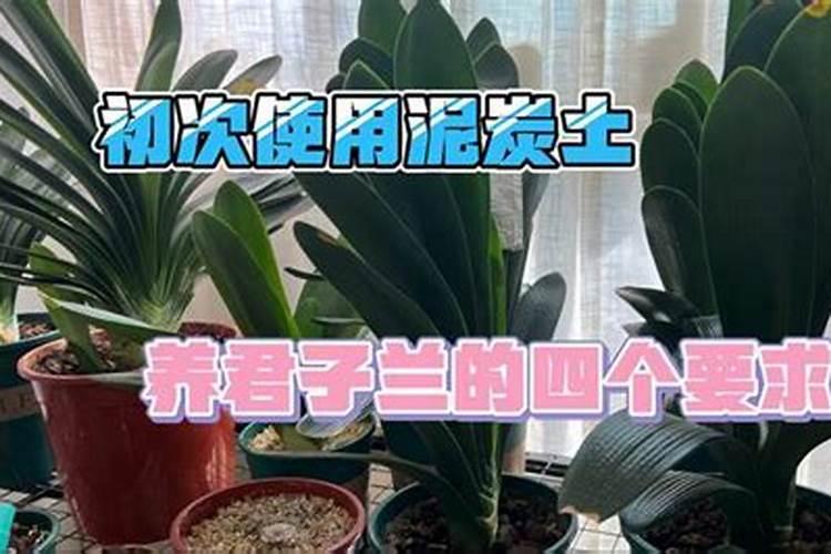 垂笑君子兰怎么养