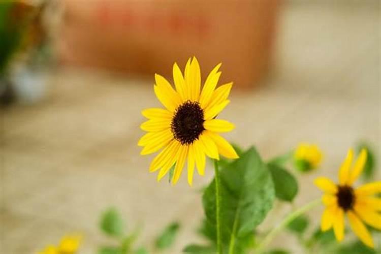 向日葵施什么肥最好