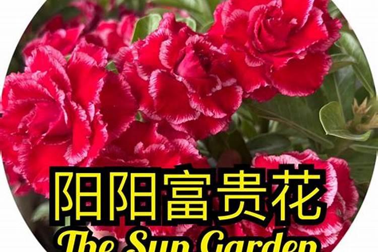 沙漠玫瑰有花苞后如何养护品质更高