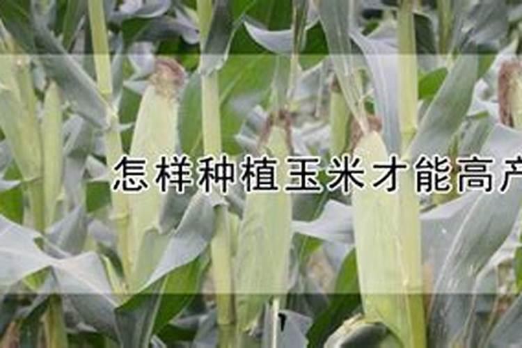 河南有哪些蔬菜批发市场