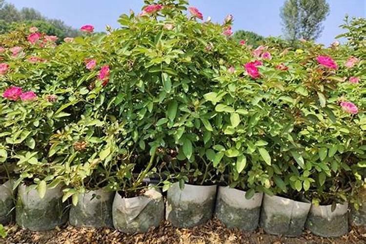 月季花冬季怎么施肥