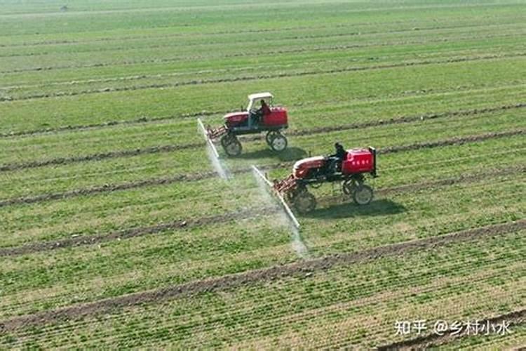 白露节气绿豆喷施叶面肥,还有效果吗？