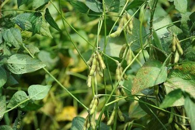 大豆结荚期用磷酸二氢钾多少