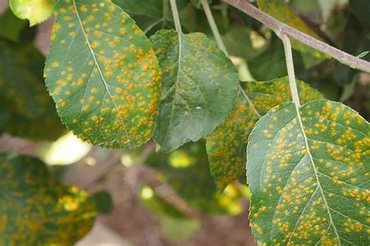 苹果套袋前怎么使用农药？