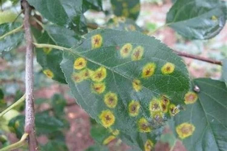 苹果花露红打什么药最好