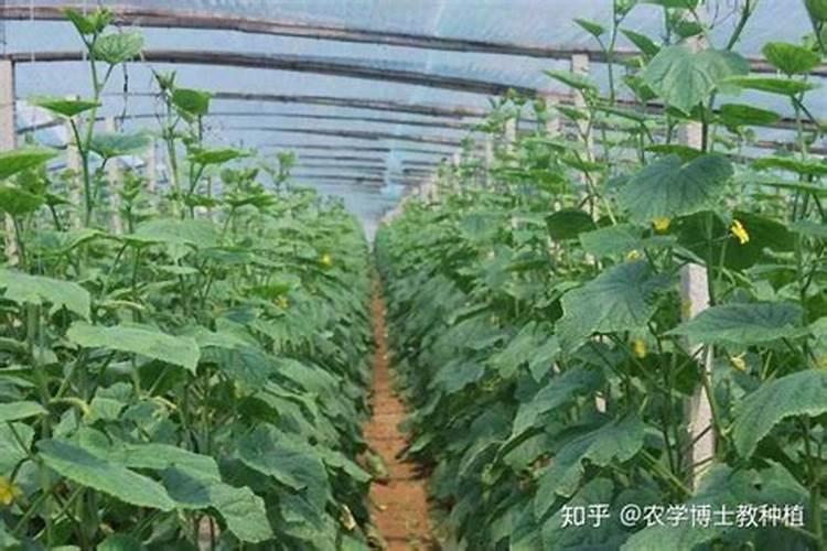 种黄瓜籽用三个17的复合肥做底肥可以吗？