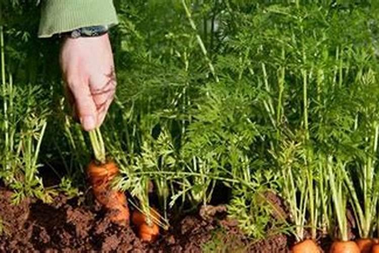 胡萝卜种植我施肥可以吗