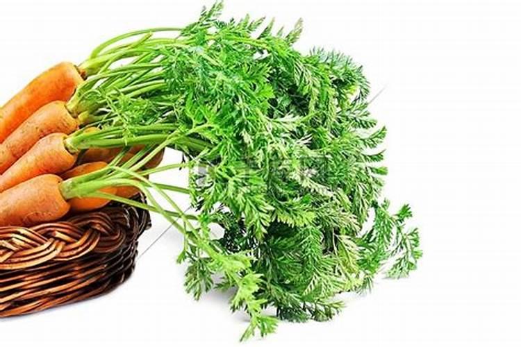 胡萝卜又大又长