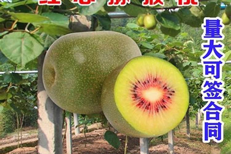 猕猴桃钙肥什么时候施最好