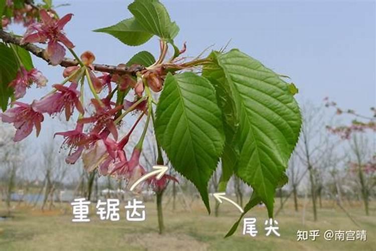 樱花提前落叶是什么原因引起的？