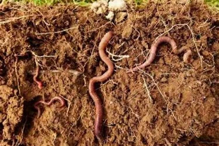 0.15%芸苔素理化性质