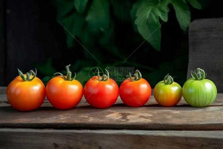 番茄结果期施什么肥好