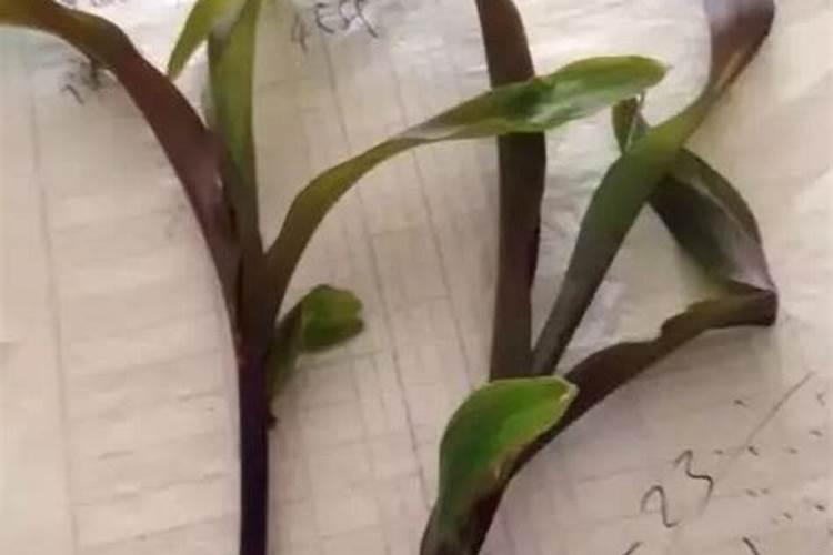 叶面肥与根施肥哪种效果好