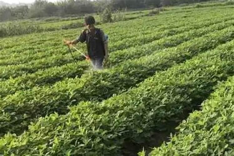 花生基肥应该如何施肥？