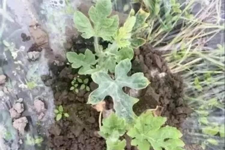 红糖十尿素十磷肥一亩用多少？