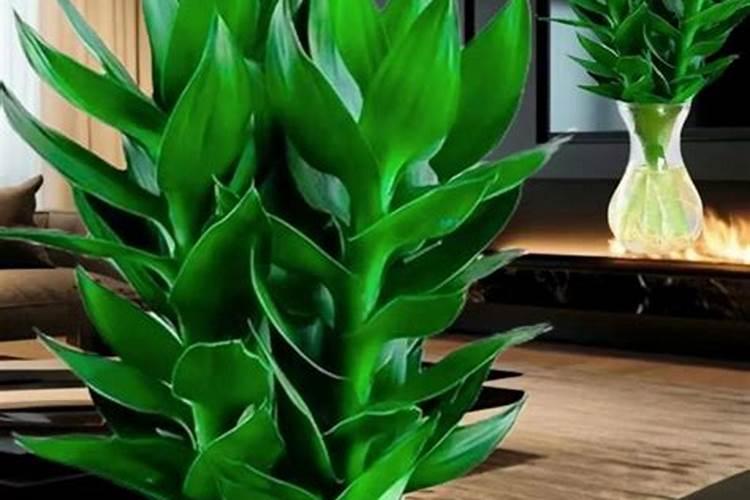 富贵竹施什么肥 富贵竹怎么施肥