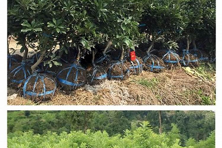 东魁杨梅用什么叶面肥