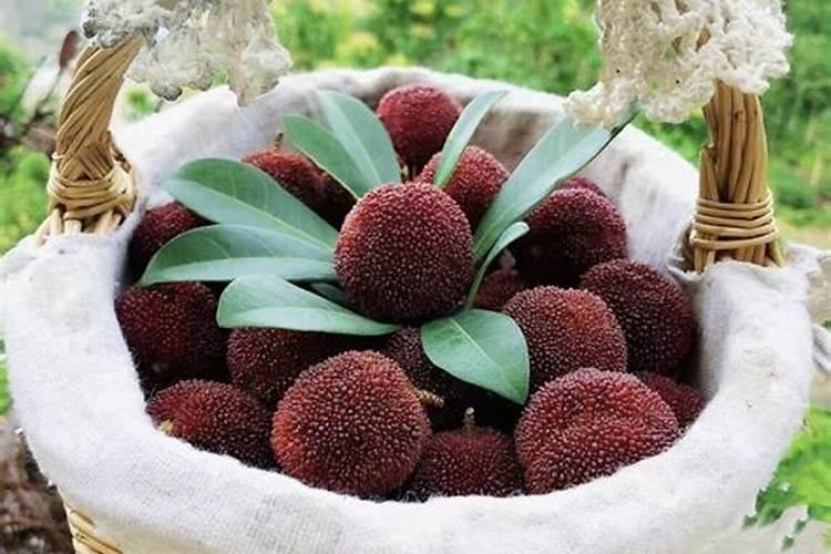 杨梅树哪个品种好？