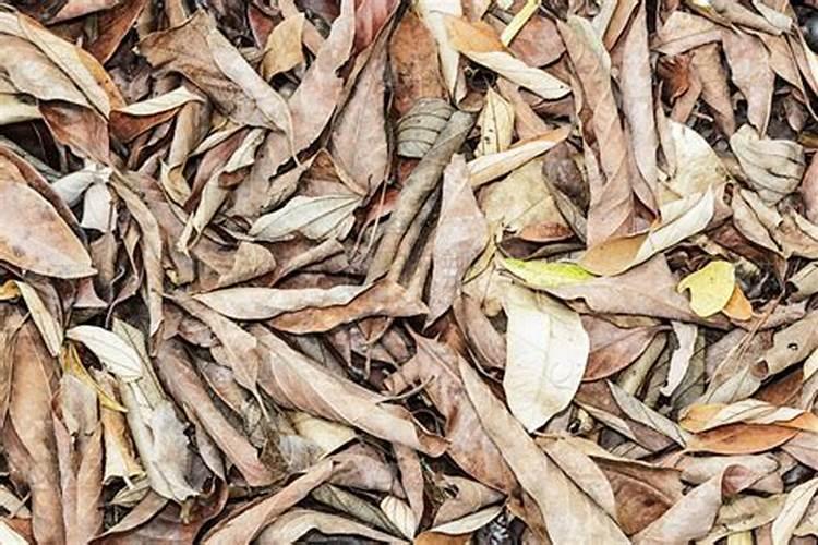 干树叶可以当肥料吗？