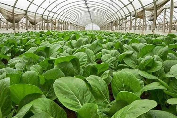 番茄膨果期冲施康柏叶盛含氨基酸水溶肥料兑肥料好处