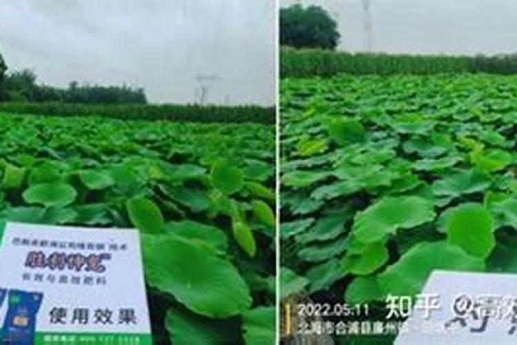 生产高产优质莲藕用什么肥料好