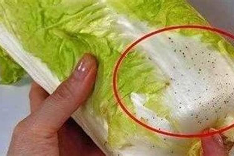 种小白菜用什么肥料最好