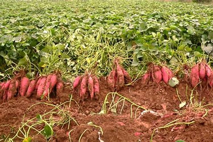 红薯基肥和追肥怎样施用？