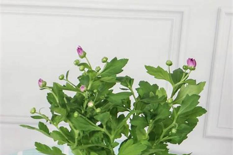 花卉露地栽培要怎样施肥？