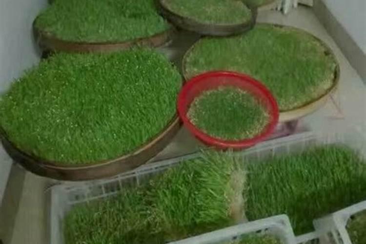 哪些经济作物适合用水溶肥？